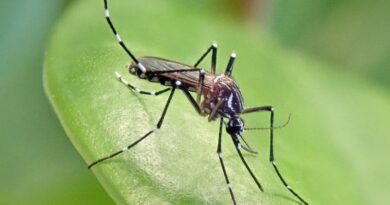 Brasil tem 1.792 mortes por dengue e quase 4 milhões de casos prováveis